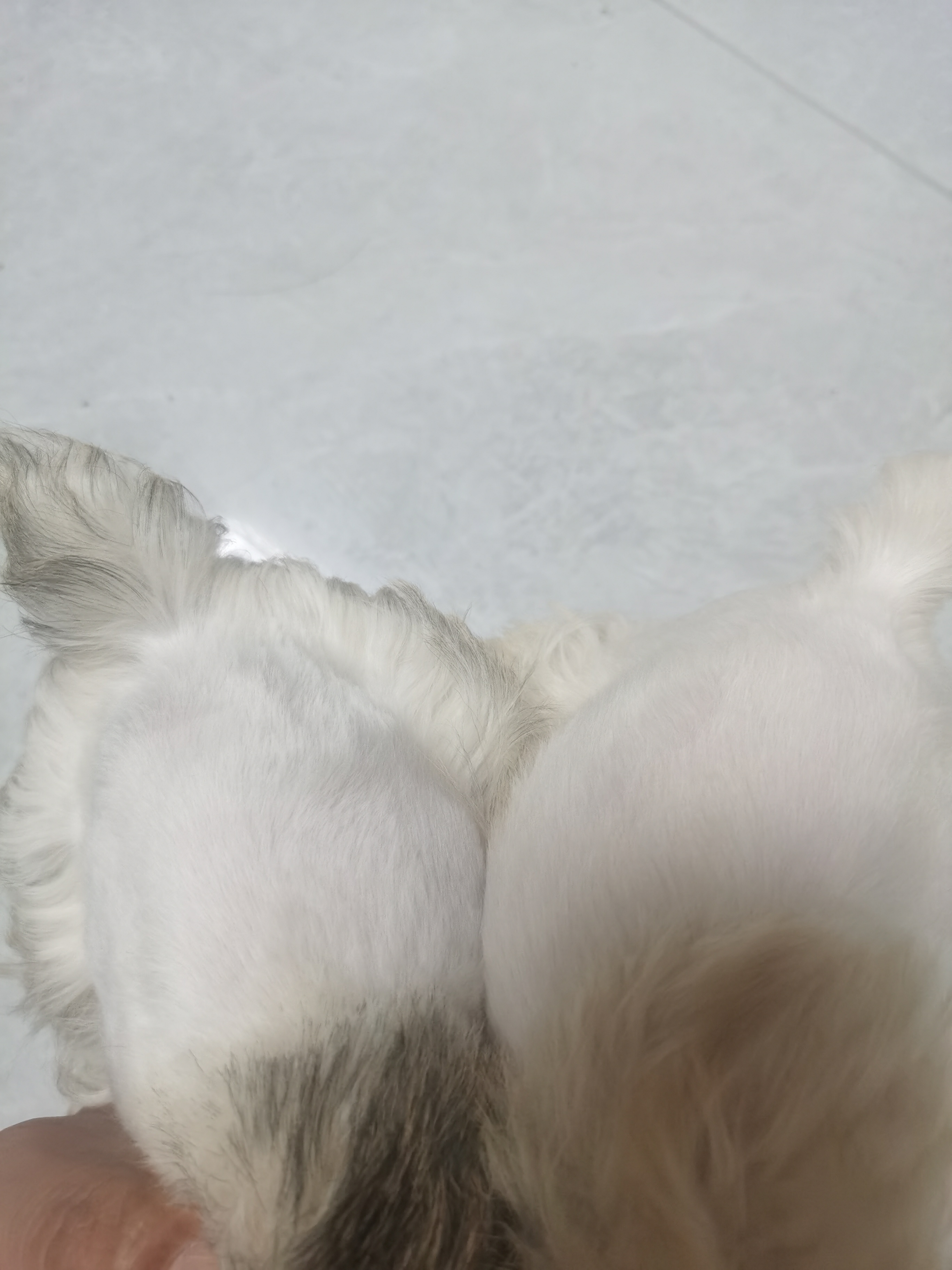 精品迷你雪纳瑞 梦幻色
